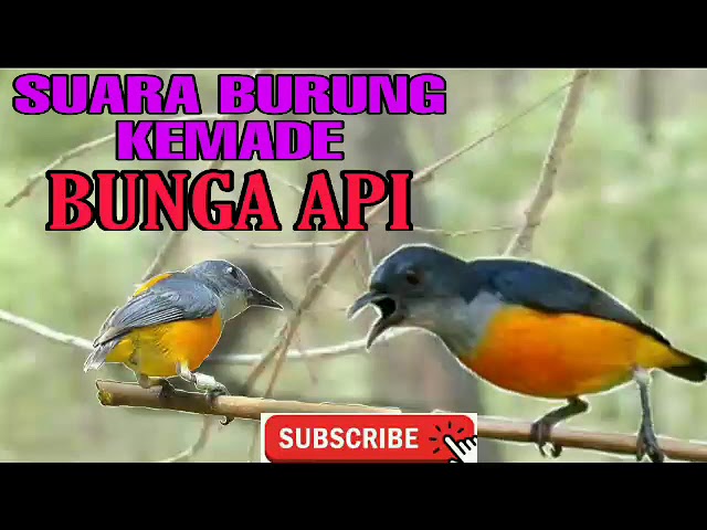 Suara Pikat Burung Kemade Bunga Api | Burung Sepah Puteri Api class=