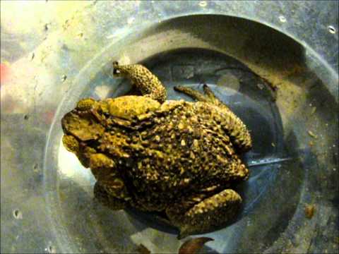 CANE TOAD big and poisonous! BUFO