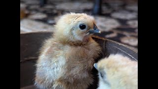 Chick Updates, Fixing Splay Leg, & Easter Sunday