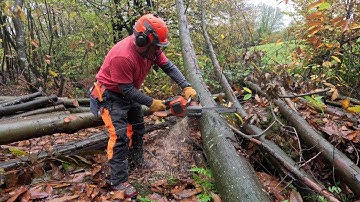 Een opgehangen boom in blokken omhakken