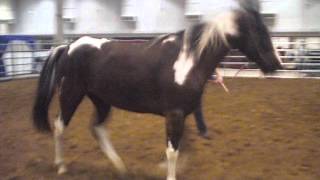 HOOSIER HORSE FAIR