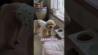 식욕 억제 영상 먹지마! 귀여운강아지 푸들 #다이어트#강아지#애견영상#반려견#강아지일상#강아지브이로그#강아지쇼츠  #동물농장강아지 #강아지브이로그