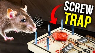 Sharp screw RAT trap…sewer rat removal!!