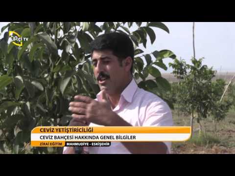 ZİRAİ EĞİTİM/CEVİZ-MAHMUDİYE/ESKİŞEHİR