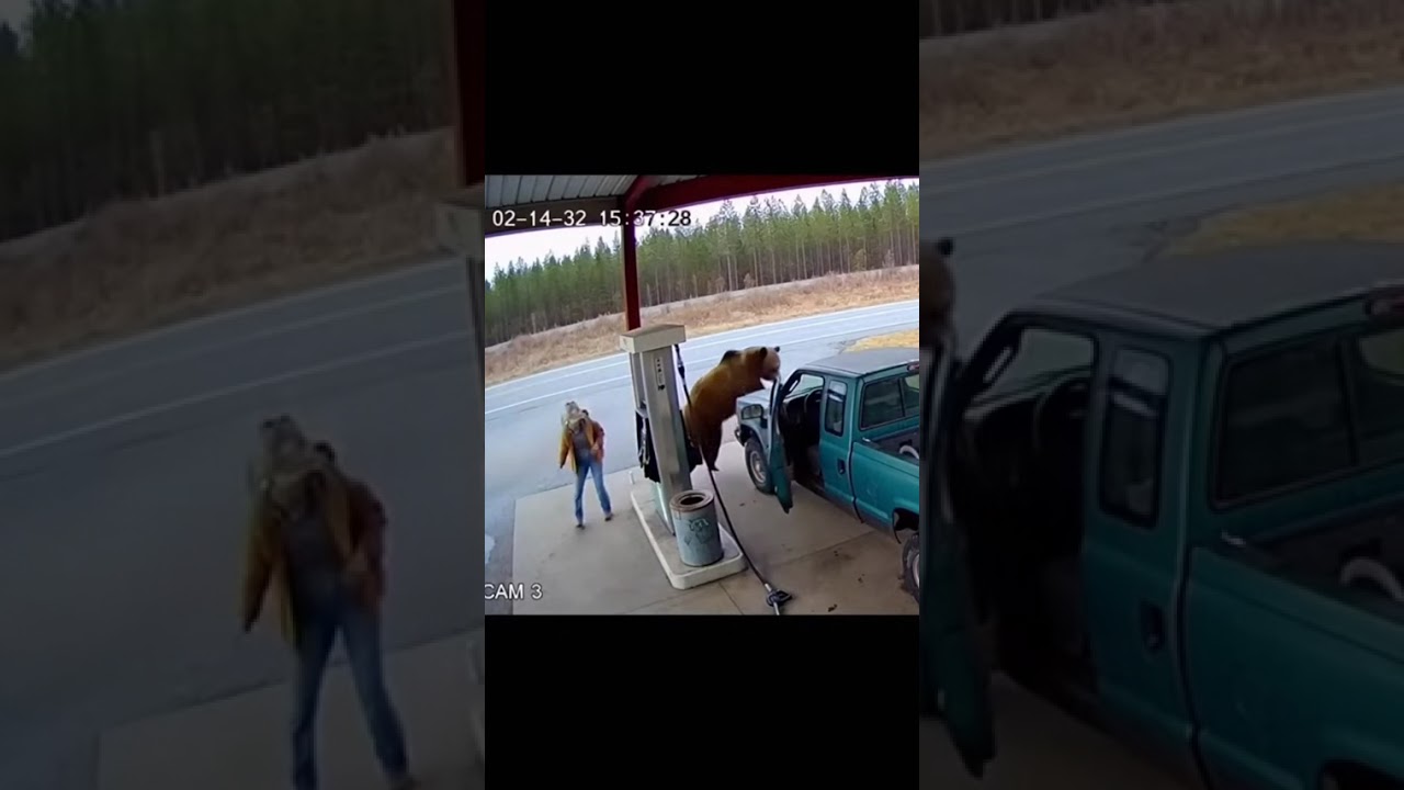 “Caught on Camera: Bear Attacks at Abandoned Gas Station”
