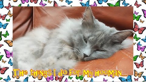 The things I do for my Hooman.........#ragdoll #funnycat