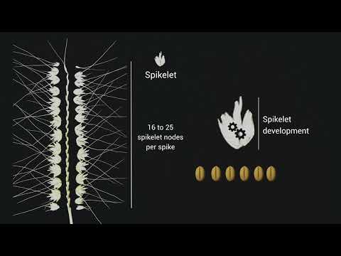 TaCol-B5 modifies spike architecture and enhances grain yield in wheat