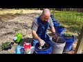 planting tomatoes in a bucket