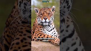 5 FAKTA UNIK TENTANG JAGUAR!! #shorts #faktaunik #animals