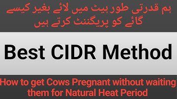 How we get our Cows Pregnant Without Waiting for Their Heat Period