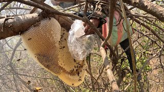 ตีผึ้งหลวง แต่งรังอย่างไรได้ปาดรอบ2รับชมได้ในคลิป | พรานหมึก คนตีผึ้ง