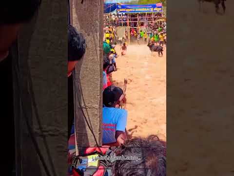 puvaiikulamm... jallikattu.... jayngondam........... 🥰😍🥰