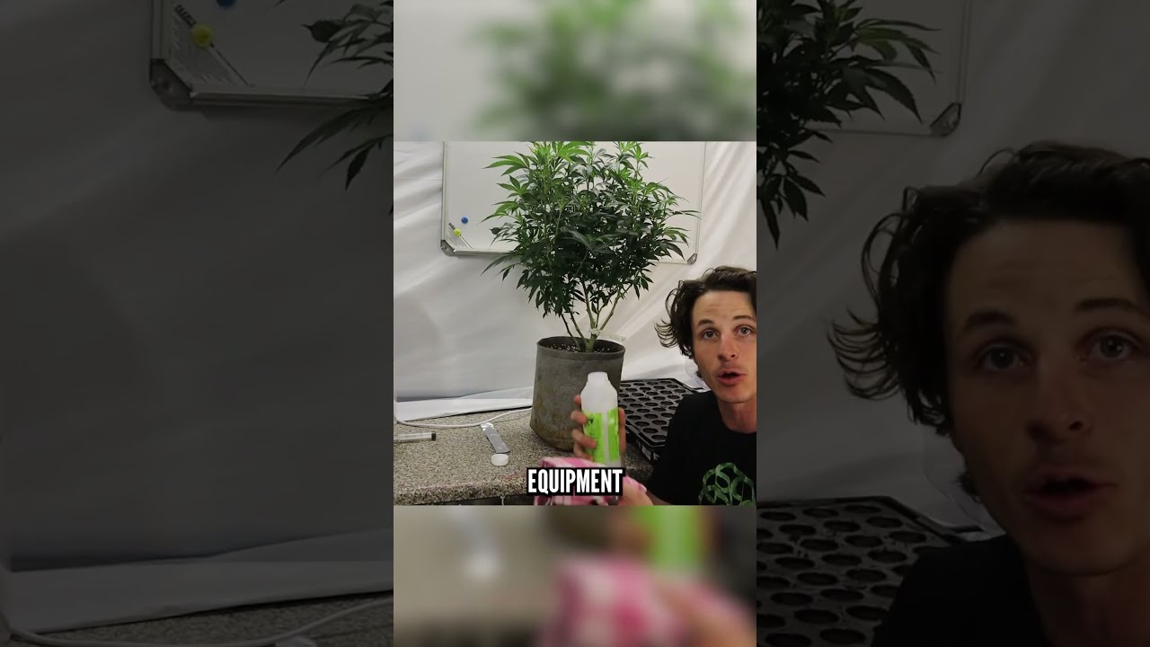 How to Make Your Own Clones: A Step-by-Step Guide