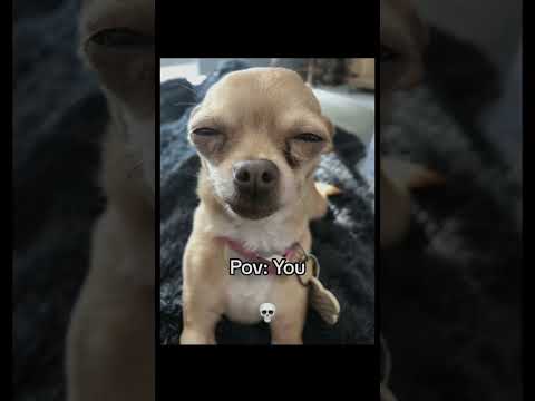 When Your Squint Eyes It Looks Beautiful Meme Funny Shorts