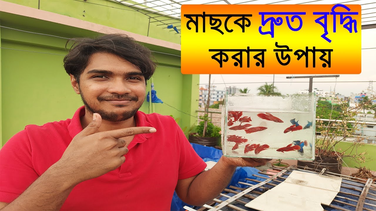 How to make your fish grow faster and easily সহজে রঙিন মাছ দ্রুত বড়