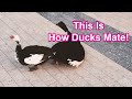 Ducks Mating - This Is How They Do It! (Florida Invasive Species - Muscovy Duck)