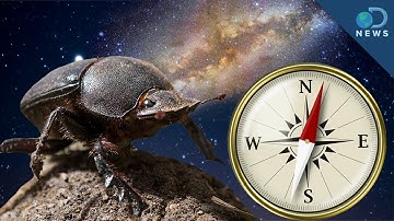 Dung Beetles Use Milky Way as Compass