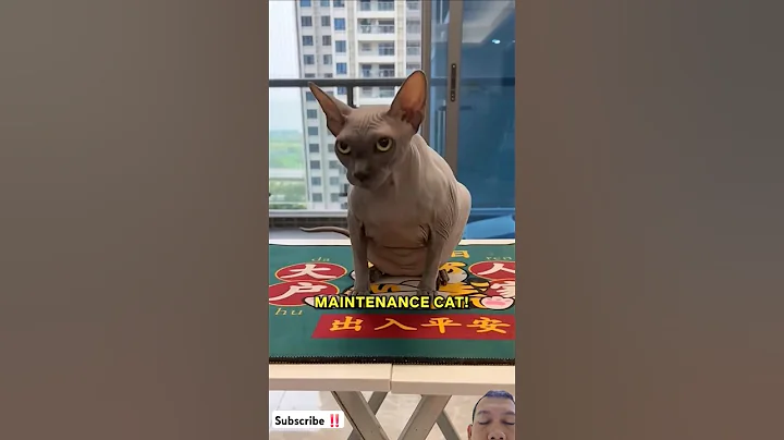 Video 7160101: sphynx cats kitten pets, sphynx cats pets animals, pet shower