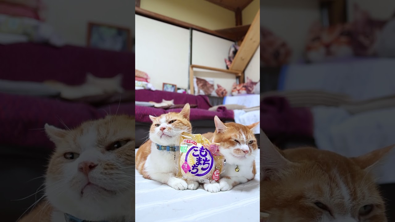 やせねこ 秋の横顔。うつくしい。 #ねこ #猫 #cat #NEKOくらぶ