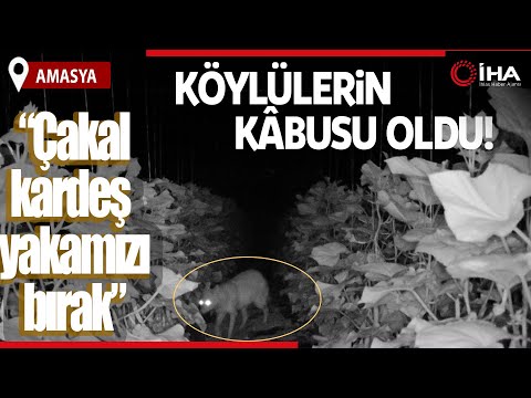 Köylülerin Kâbusu Olan Çakal Fotokapanda Böyle Görüntülendi