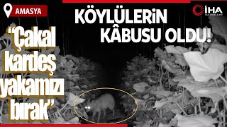 Köylülerin Kâbusu Olan Çakal Fotokapanda Böyle Görüntülendi