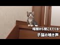 暗闇から聞こえてくる子猫の鳴き声がかわいい