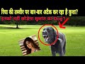 Sushant Singh Rajput dog can help to CBI | Dog love | Rhea Chakraborty | NOOK POST