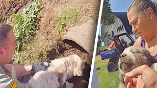 Puppy Freed After Getting Stuck in Culvert