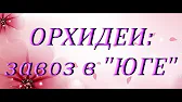 Орхидеи,узамба́рские фиалки,Самара🌺