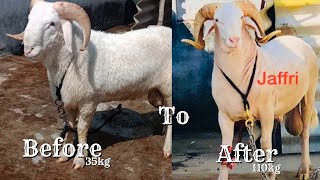 Vilayati Sheep Transformation akbar Jaffri 35kg to 110kg