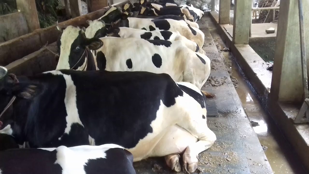 Peternakan sapi perah senduro YouTube
