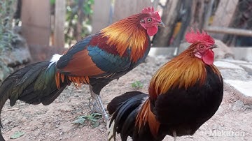 ไก่ป่าลูกผสนf1  02054447366 (2.12.2021)