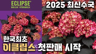 2025 최신수국!! 대한민국 최초 !!이클립스!! 첫 판매 시작합니다!!!! ((선착순 전화예약))