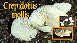 Crepidotus mollis