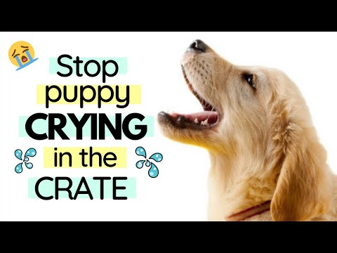 Video: Do Pets Tạo Cộng đồng?