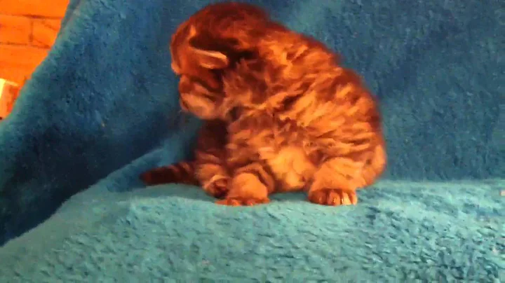 Watch the video about Golden Sunset - Male Shaded Golden Tabby Persian Kitten