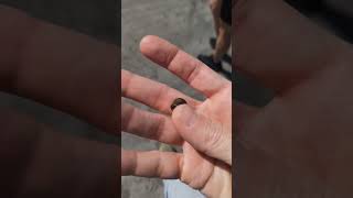 Bullet in Mexico 3 shots