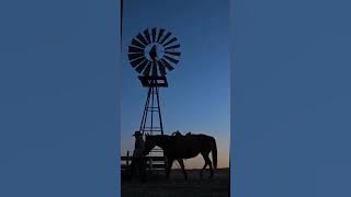 KOIN Band - Sekuntum Rindu