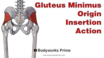 Gluteus Minimus Anatomy: Origin, Insertion & Action