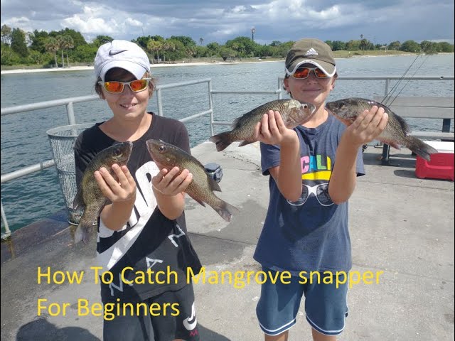 Free lining for mangrove snapper in Tampa Bay. #snapper #mangrovesnapp