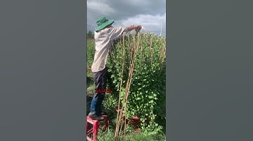 Hoa Cúc Đại Đóa Tết 2025 Ninh Hòa Khánh Hòa TAM SƯ D1M2 1M 85 #shorts