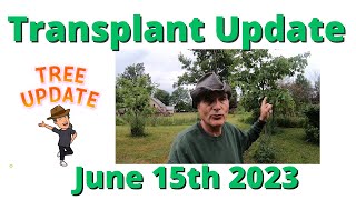 Oak Tree Transplants update June 15th 2023