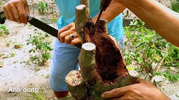 Phá thế cây khế lâu năm