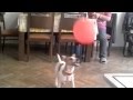 Jack Russel playing with a balloon