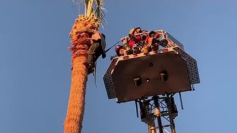 Man rescued from 50-foot palm tree in Phoenix