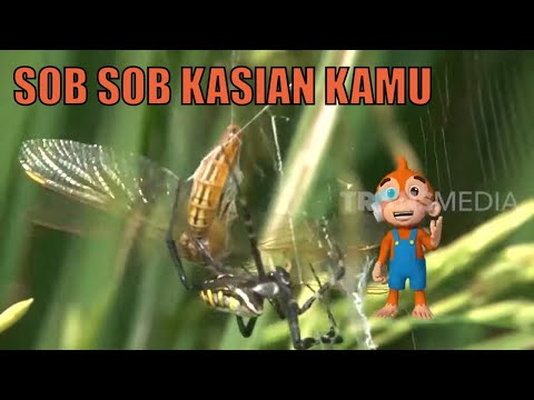 Video: Apakah laba-laba itu serangga?