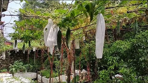 Cách trồng mướp nhật ( lặc lè, này này) từ lúc ươm hạt đến khi thu hoạch 🥒🥒🥒🥒🥒