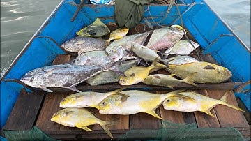 Lưới rê rạn,đánh nhát lưới toàn cá to và ngon nhìn đã mắt - Dân Biển
