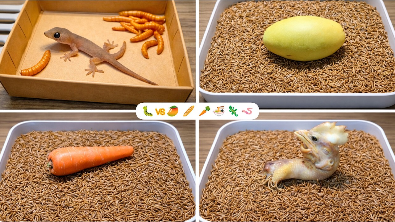 What Do Mealworms Eat? Testing Different Foods | Time Lapse