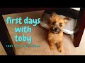 First Days with New Puppy | Toby the Cairn Terrier の動画、YouTube動画。